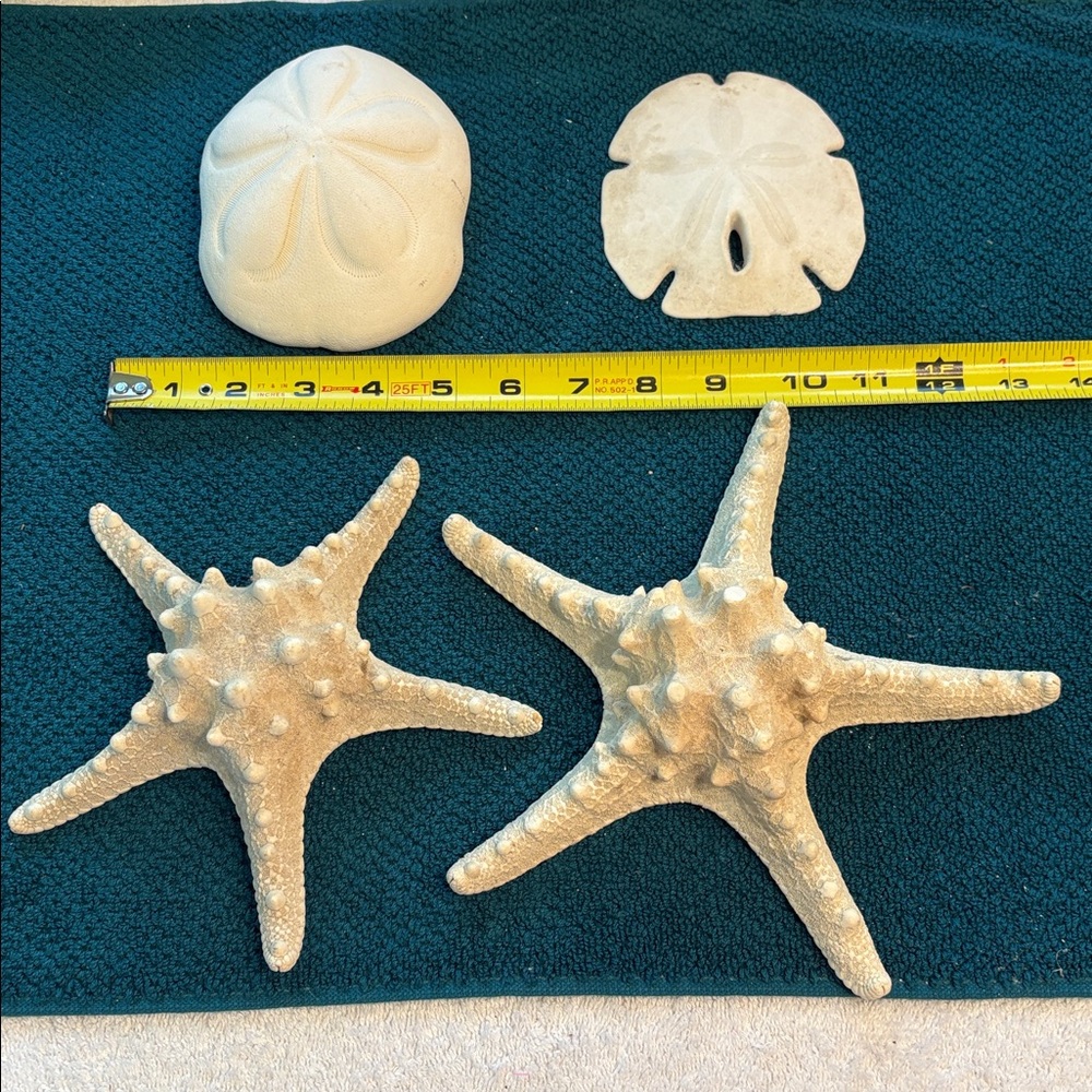 Coastal Home Accent Starfish / Sea Biscuit / Key Hole Sand Dollar